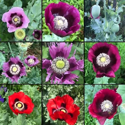 Poppy BREADSEED MIXED COLORS Huge Pods Baking Ornamental Non-GMO 1000 Seeds! • $4.48