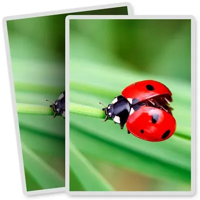 2 X Vinyl Stickers 7x10cm - Pretty Ladybug Ladybird Insect  #14303 • £3.99