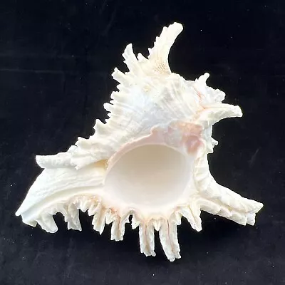 Murex Chicoreus Ramosus Shell White Sea Snail 210mm • $175.11