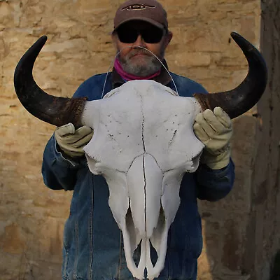 Buffalo Bison Head Skull Horns  • $891.73