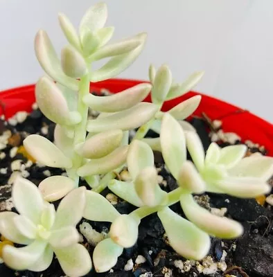 Graptopetalum Mendozae 'Mirinae' Variegata - Rare Variegated Succulent • $46.31