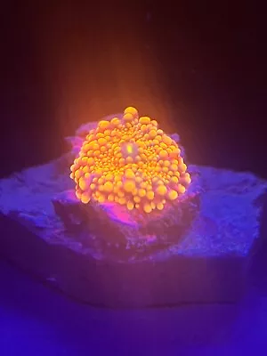 WYSIWYG ULTRA Orange Ricordea Mushroom Coral Small Zoa/pally/torch/hammer • $65