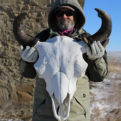  Buffalo Bison Head Skull Horns  • $1354.18