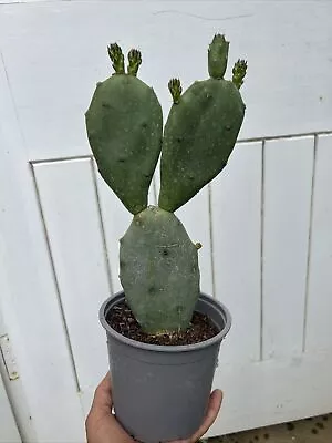 £25.99 • Buy Prickly Pear Cactus Plant