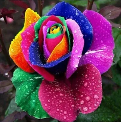 10 X RARE Multi Colour Rainbow Rose Seeds Home Garden Quality Plant Flower Seed • £4.29