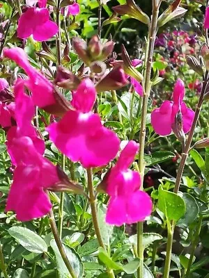 Salvia Dayglow - 1 X 1 Litre Potted Plant • £7.99