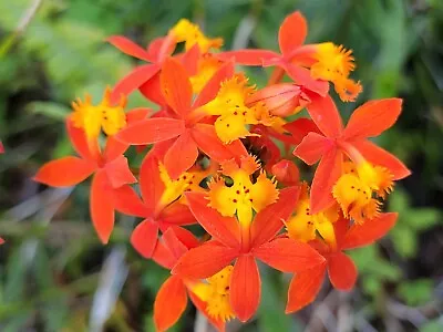 3 Cuttings / Epidendrum Radicans / Ground Orchid / Fire Star Orchid • $12