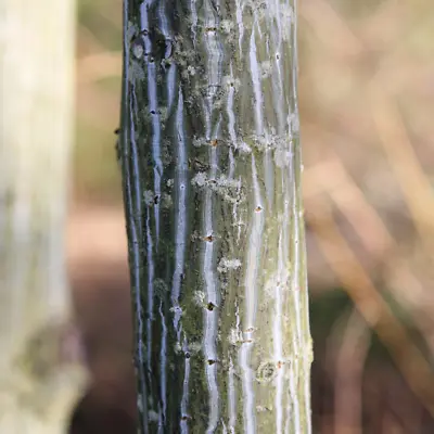 Acer Davidii 'Viper' Tree | Snake Bark Maple Tree | Ornamental Tree | 5-6ft • £79.99