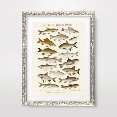 FISH FISHING VINTAGE CHART ILLUSTRATION ART PRINT Poster Home Decor Wall Picture • $24.85