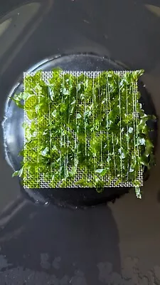 £5.99 • Buy Subwassertang On Mesh Easy Live Aquatic Aquarium Plant Moss 8cm 