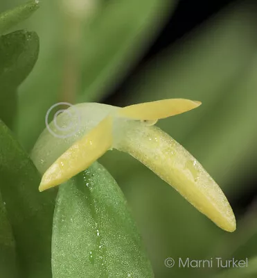 Masdevallia Venezuelana LARGE DIVISION FRAGRANT FREE-BLOOM MINI Orchid Species • $39.99