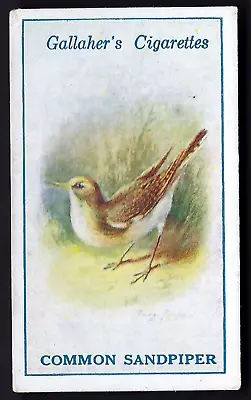 Gallaher - British Birds By George Rankin - #36 Common Sandpiper • £1