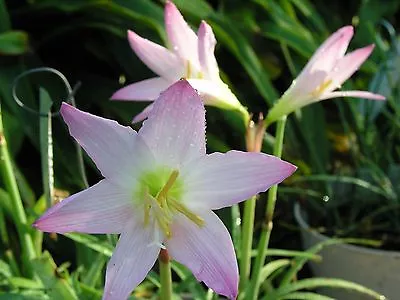 Rain Lily Habranthus Pleased As Punch 1 Bulb NEW RARE Zephyranthes • $18