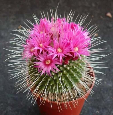 3.5” Mammillaria Spinosissima 'Un Pico' • $4.89