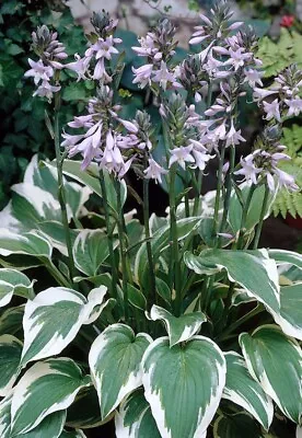 Hosta “Antioch” Plant - Perennial- Garden Ready - Lot 2 • £8