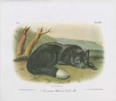 1989 Audubon Vintage  American Black OR Silver Fox  Mammal Color Art Lithograph • $6