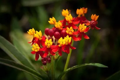 Silky Deep Red Tropical Milkweed. (6) Live Plant Plugs • $19.90