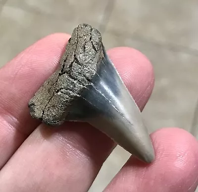 VERY PRETTY 2 TONE - 1.52” Mako Shark Tooth Fossil • $12