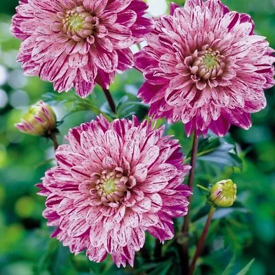 Dahlia 'Smokey' Double Blooms Ideal For Displays Purplish-Pink 3x Tubers By T&M • £11.99