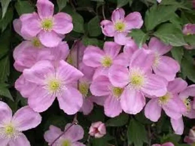 Clematis Montana Rubens 9cm Pot Climbing Plant Fast Climber Pink Flowers • £9.95