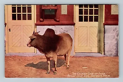 $7.99 • Buy Detroit MI-Michigan, Belle Isle Zoo, The Sacred Cow Of India, Vintage Postcard