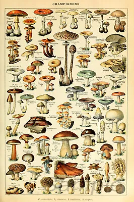 Mushrooms Vintage Botanical Chart A2 Poster Print • £10.98