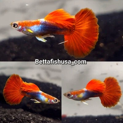 $26 • Buy 1 TRIO - Half Black Red Rose Big Dorsal-High Quality Live Guppy Fish-USA SELLER