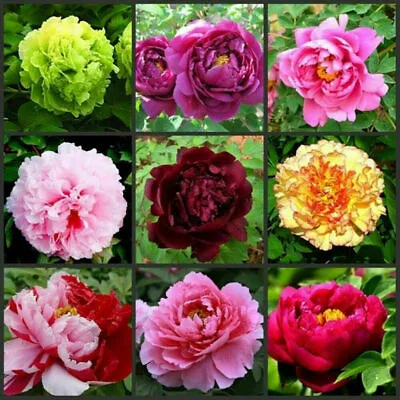 £3.99 • Buy 100 Pcs MIXED COLOUR DOUBLE PEONY SEEDS GARDEN Flowers Rainbow Plant Garden Pot 