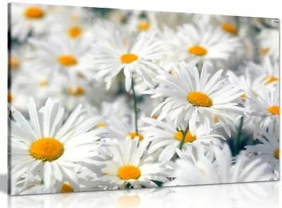 Daisys Daisy Canvas Wall Art Picture Print • £15.99