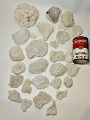 $69.95 • Buy Coral 5+ Lbs Lot Blushing Star Maze Brain & More Aquarium Salt Water Ocean