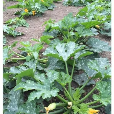 Live Zucchini Seedling - Two Zucchini Plants - Free Shipping! SHIPS IN SPRING! • $20