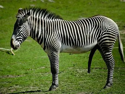 BEAUTIFUL ZEBRA GLOSSY POSTER PICTURE PHOTO PRINT African Wild Black White 2090 • $14.99