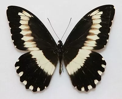 Butterfly X1 Male Papilio Cyproeofila (Ghana) • $9.47