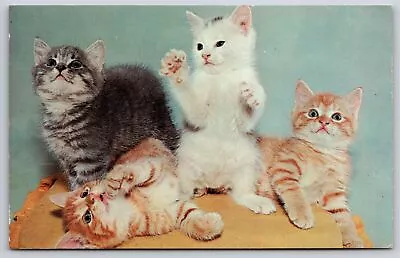 Animals~Playful Quartette Of Multi Colored Kittens~Vintage Postcard • $3.70