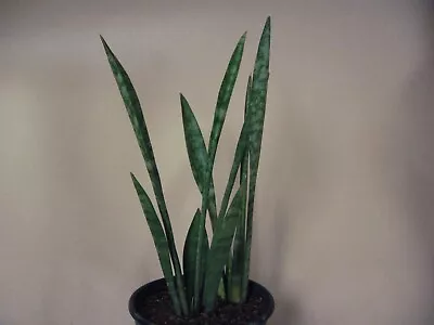 Sansevieria  Balthasar  Hybrid  Spoonleaf  - Rare Succulent • $22.99