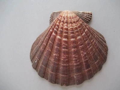 $10.99 • Buy Brown  Lions Paw Scallop Shell 5  Seashell Beach 