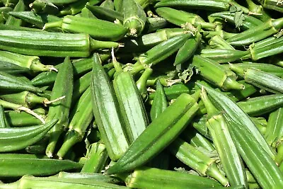 Vegetable - Okra - Clemsons Spineless - 1500 Seeds - Large • £7.65