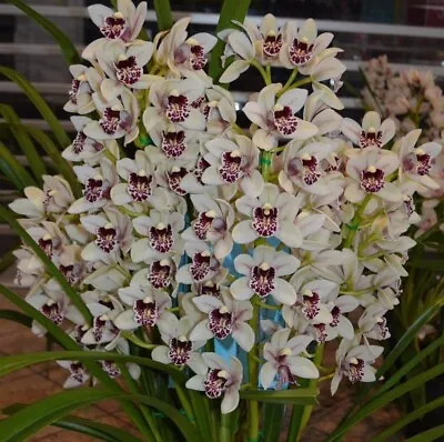 Cymbidium Orchid Gowling’s Gem ‘Snow Queen' -  With 2 Flower Spikes • $50