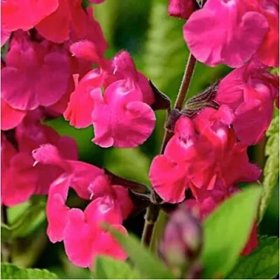 Salvia Pink Pong Perennial Plug Plants Pack X6 • £6.95