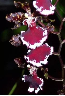 $25 • Buy Orchid Plant 0365. Oncidium Everglades Elegance 'Nancy Lee' Nice Big Blooming Si