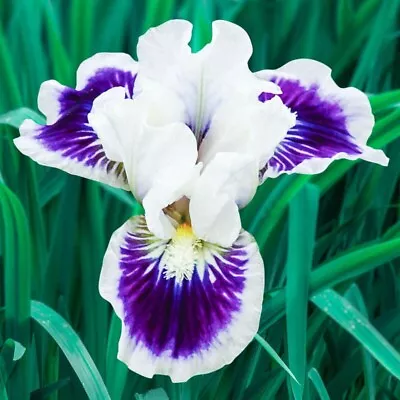 21 Heirloom Iris Seeds Fragrant Flower Plant (much Less Money Than Bulbs) • $4.36