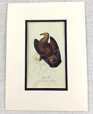 £34 • Buy 1841 Antique Bird Print Golden Eagle Hawk Ornithology Hand Coloured ENGRAVING