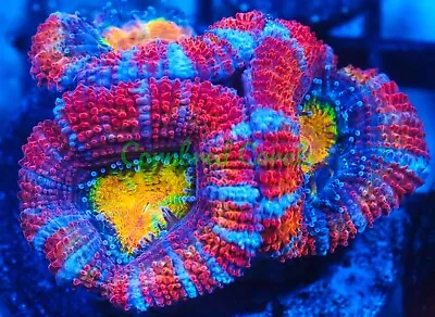 Cornbred's Skittles Bomb Acan - Frag - LIVE CORAL • $99.99