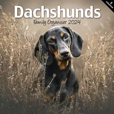 Dachshunds Family Organiser 2024 - Dogs - Month To View • £8.48