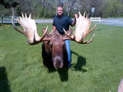 Moosehead Shoulder Mount Taxidermy Huge Alaskan Yukon Bull • $10000