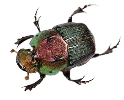 Phanaeus Vindex Female ONE REAL GREEN SCARAB DUNG BEETLE PINNED • $6