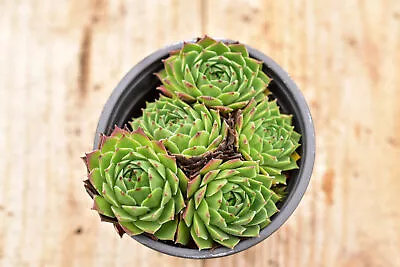 Sempervivum Sp.2 • £4