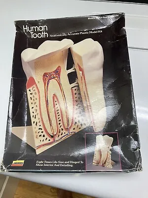 Vintage Lindberg Human Tooth Anatomy Model Plastic Dentist Dental Science Kit • $4.75