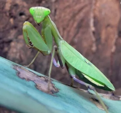 African Lined Praying Mantis Nymphs X2 Live L3-L4 • £12