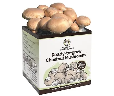 Merryhill Mushrooms - Grow Your Own Fresh Chestnut Mushroom Growing Kit  • £20.95